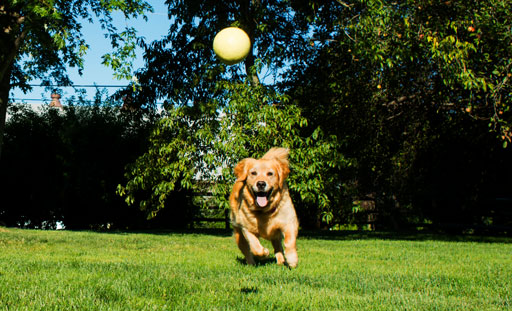 Golden retriever chasing a ball
